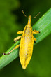 snout beetle ( Lixus paraplecticus ) extreme close-up