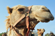 WIldlife Photos - Arabian Camel