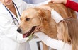 Dog and little girl at pets' clinic
