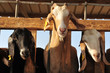 Farm Animals - Goats