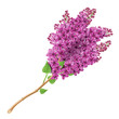 Blooming lilacs Blooming lilacs