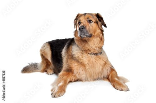 Photo: Mixed breed dog Mixed breed dog