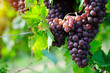 Pink grape
