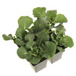 Broccoli seedlings ready for transplanting