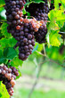 Pink grape