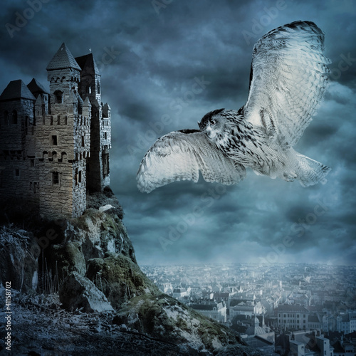 Photo: Flying owl bird Flying owl bird
