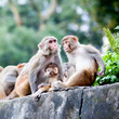 Monkeys in Svayambunath temple in Kathmandu