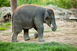 Baby elephant