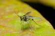 jungle horsefly
