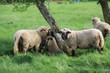Troupeau de moutons blanc et gris
