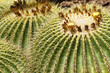 Photo: Golden Barrel Cactus in Desert Golden Barrel Cactus in Desert