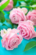 Beautiful pink roses on a blue background Beautiful pink roses on a blue background