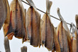 Stockfish auf einer Leine