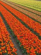 tulipes