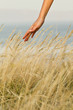 Photo: hand on grass hand on grass