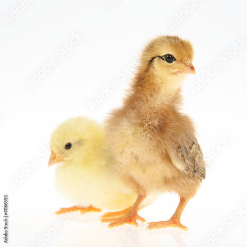 Photo: Küken Küken