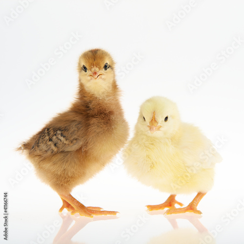 Photo: Küken Küken