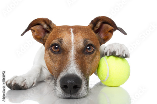 Photo: dog with tennis ball dog with tennis ball