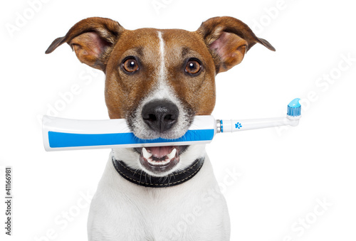 Photo: dog with electric toothbrush dog with electric toothbrush