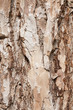 background of a pine bark