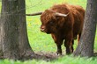 bull - scottish highland cattle