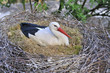 Brooding Stork 1 Brooding Stork 1
