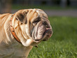 bulldog