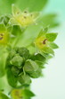 Foto: Spitzlappiger Frauenmantel (Alchemilla vulgaris) Spitzlappiger Frauenmantel (Alchemilla vulgaris)