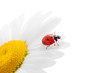 Ladybug on chamomile Ladybug on chamomile