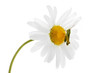 Foto: Green grasshopper on a chamomile Green grasshopper on a chamomile