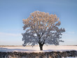 Tree with snow