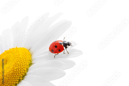 Foto: Ladybug on chamomile Ladybug on chamomile