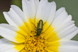 Insecto apareados sobre margarita