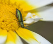 Insecto apareados sobre margarita
