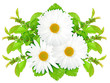 Three white flowers with green leaf