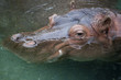 Photo: Hippo Head Shot Hippo Head Shot