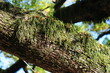 Moss-1