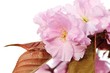 Cherry Blossoms Cherry Blossoms