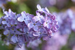Photo: lilac lilac