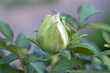 Photo: pivonia pivonia