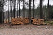 Cut trees in a forest