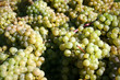 wein