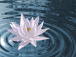 Illustration: Floating waterlily Floating waterlily