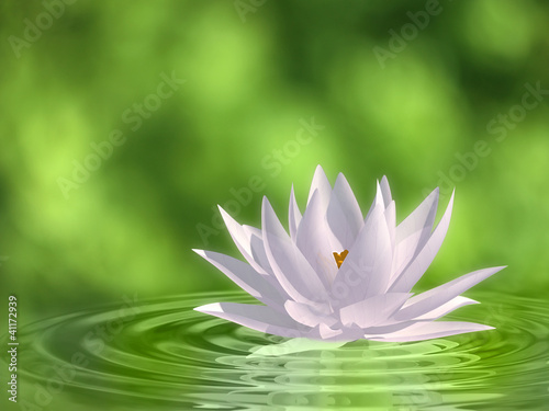 Illustration: Floating waterlily Floating waterlily