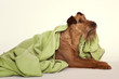 Irish terrier in einer Decke