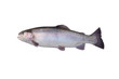 Fische 107