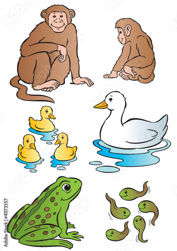 Vector: Mother & baby monkey, duck & frog Mother & baby monkey, duck & frog