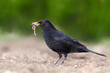 Eurasian Blackbird - female Turdus merula Eurasian Blackbird - female Turdus merula