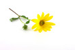 Yellow flower over white Yellow flower over white