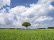 Paesaggio Salentino